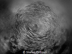 Storm
Chevron Barracuda - Sphyraena qenie
Sail Rock, Th... by Stefan Follows 